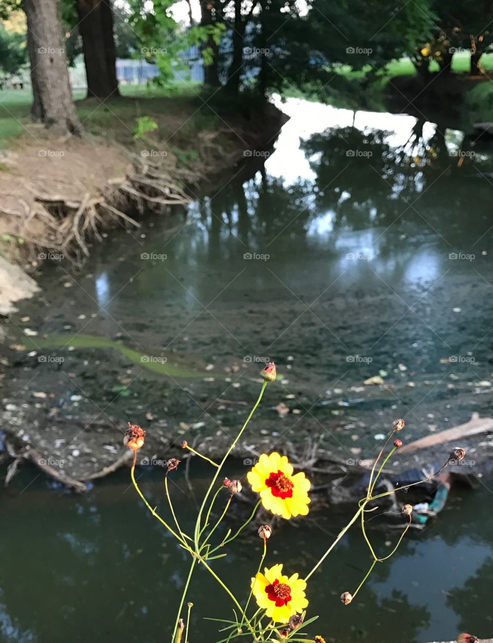 Pretty little wildflowers growing on the side of the road with a creek and small lake in the background