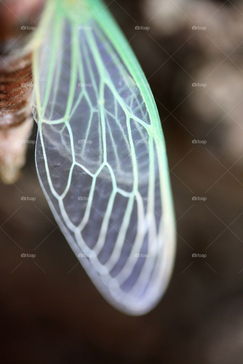 Cicada's wing