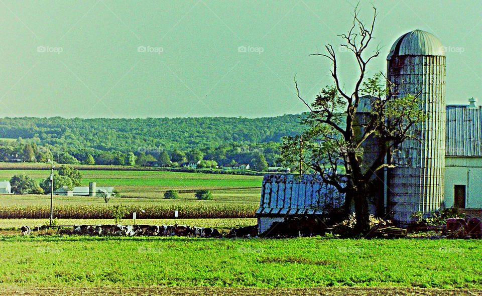 Amish Farm