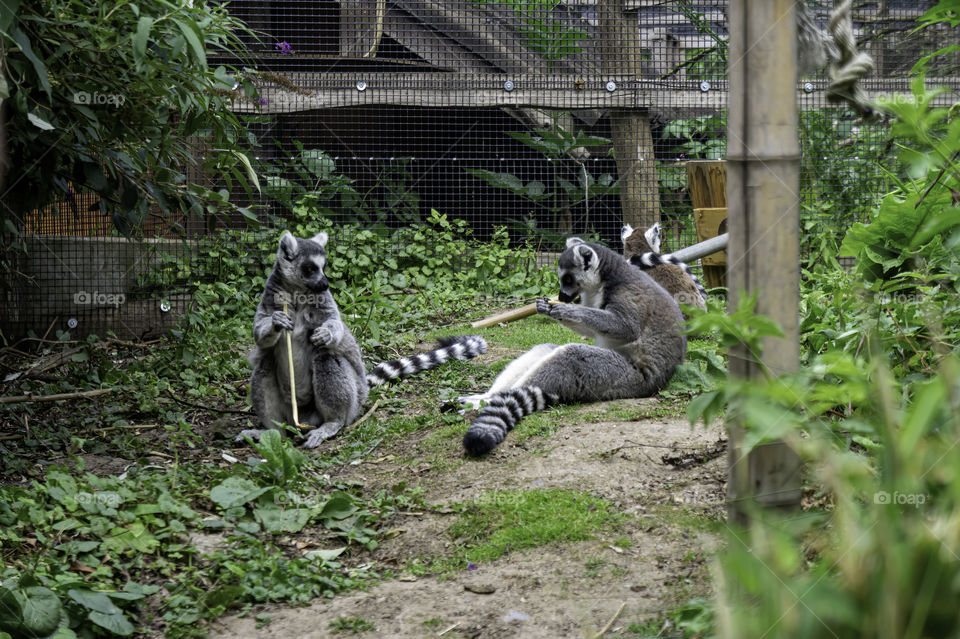 Ring tailed lemurs eating branches