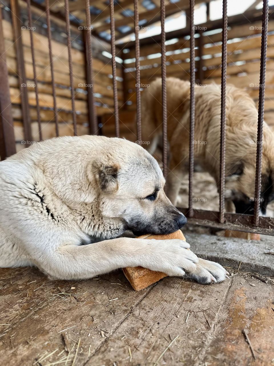 Puppy of the Central Asian Shepherd Dog with a loaf of bread