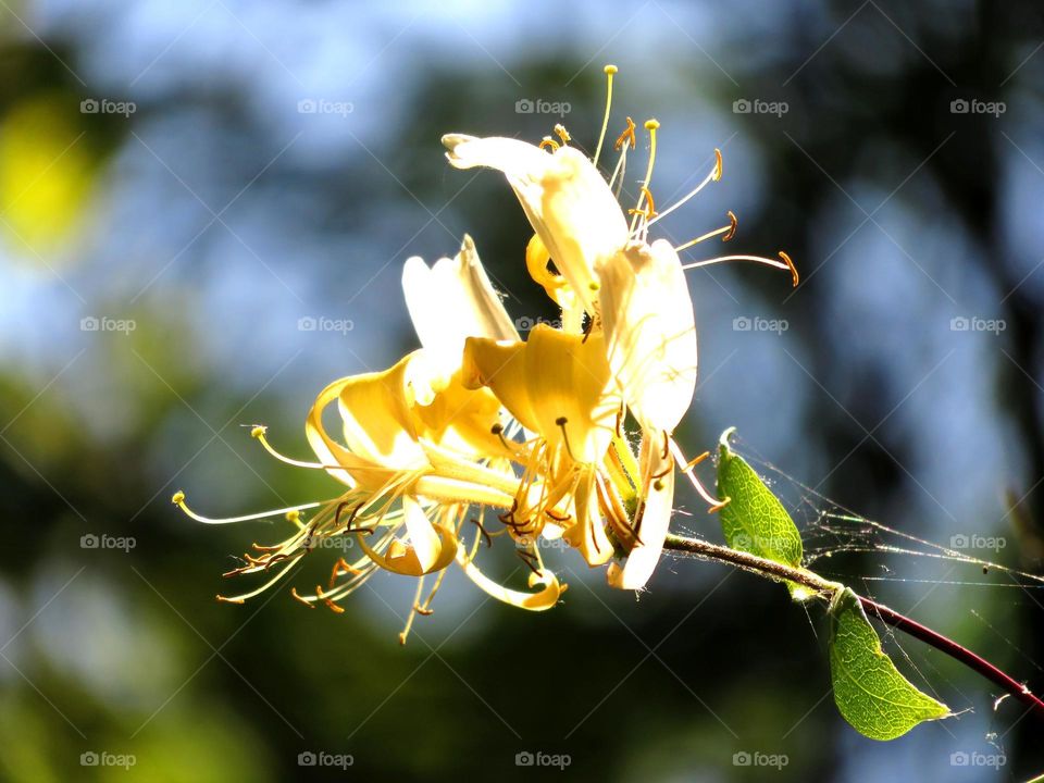 honeysuckle in bloom