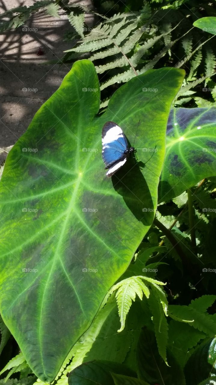 butterfly dream