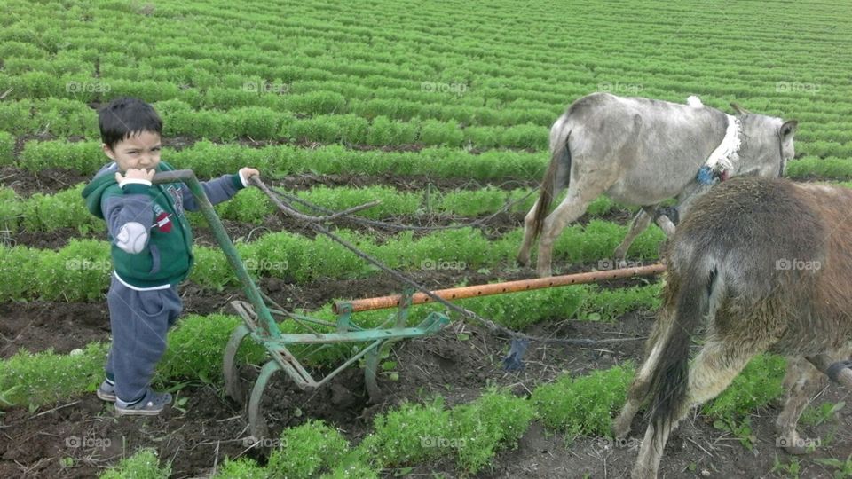 Traditional tillage