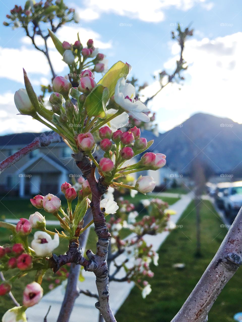 Close-up of morning blossom