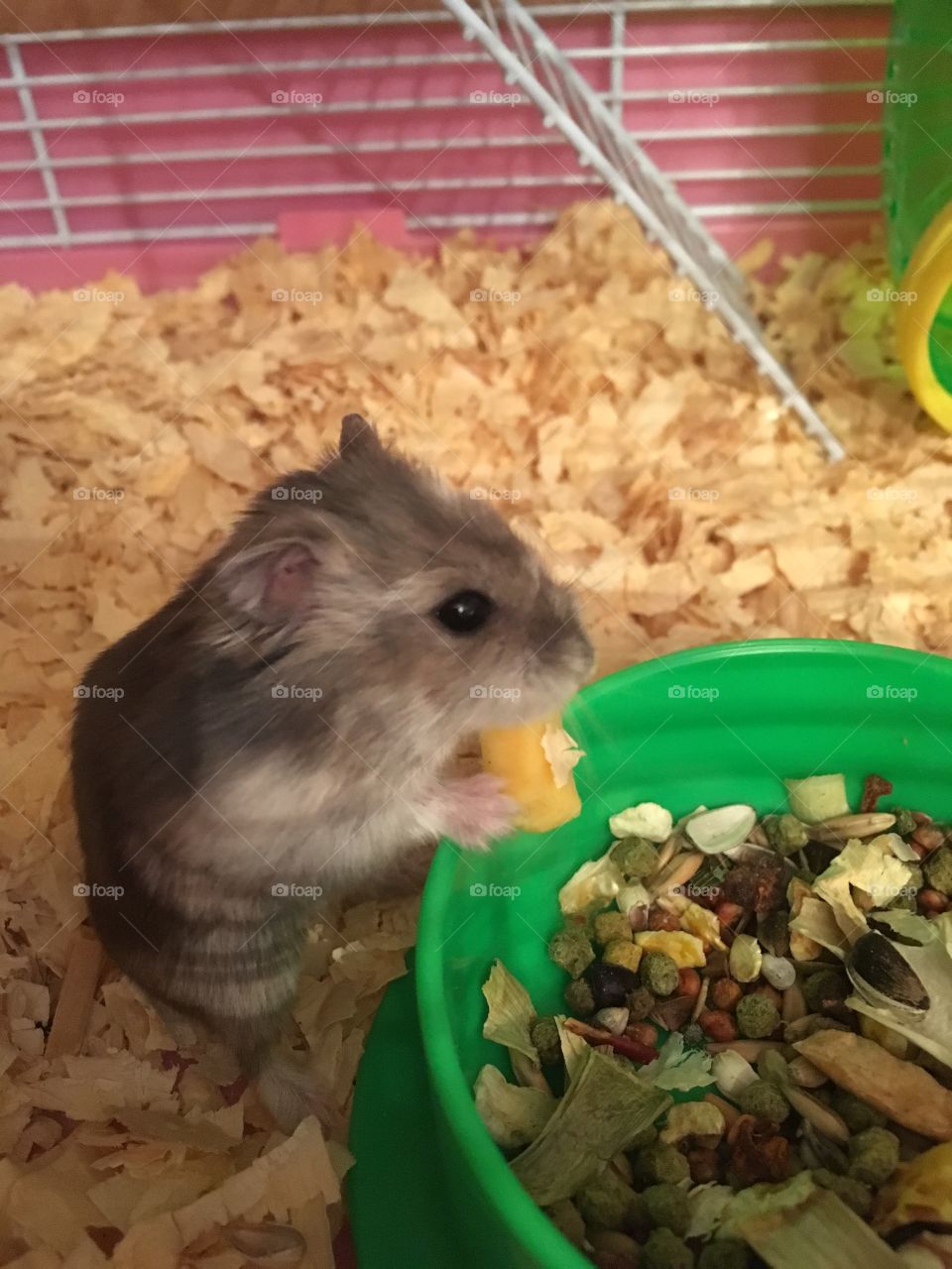 Dwarf hamster eating cheese