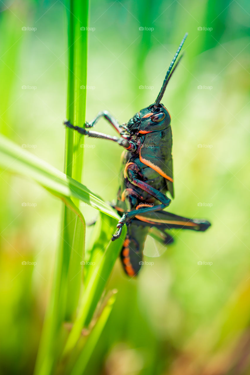 Texas Grasshopper on Blade of Grass Up Close