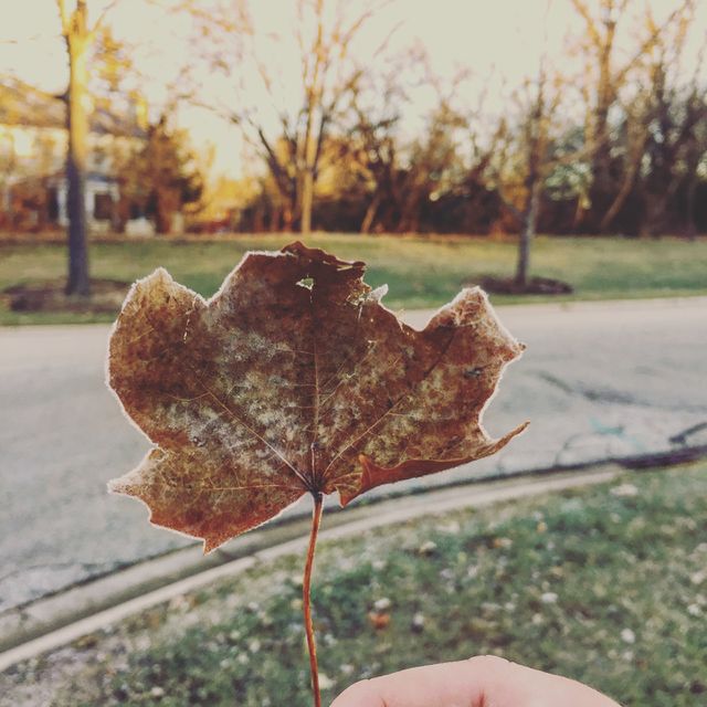 Frost 