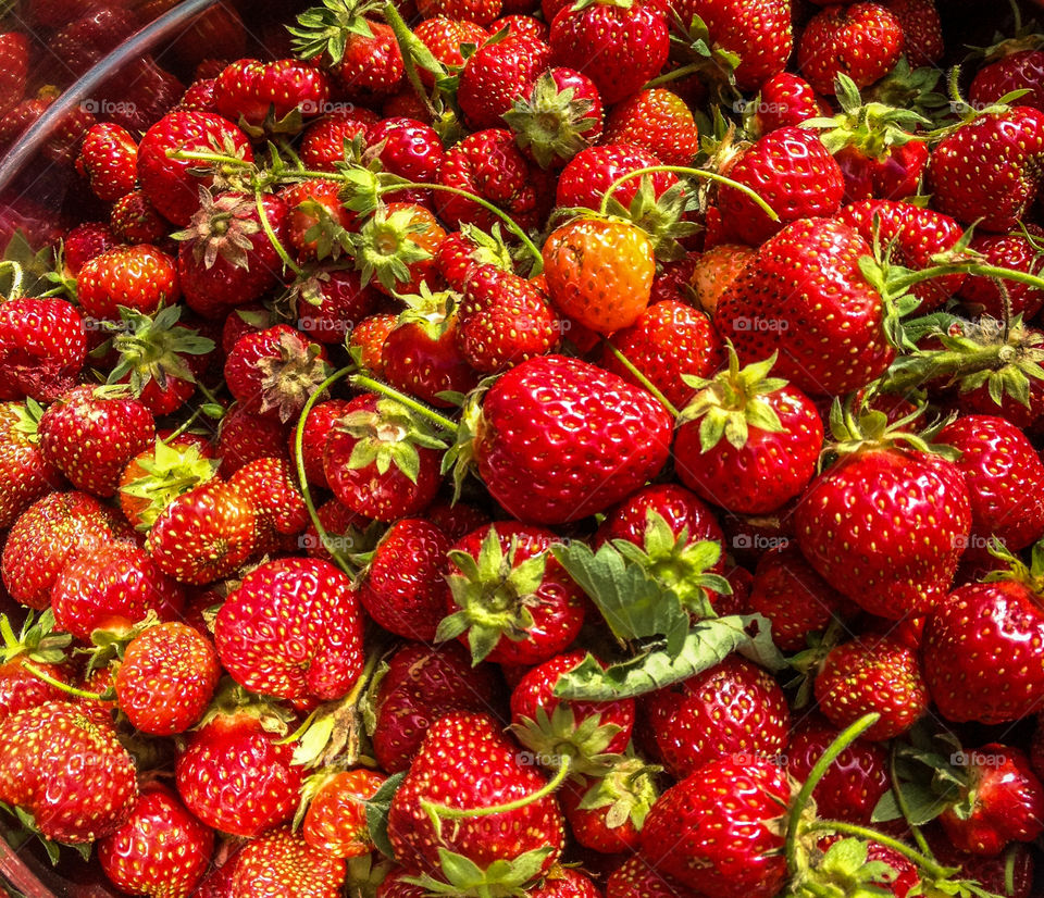 Fresh picked strawberries 