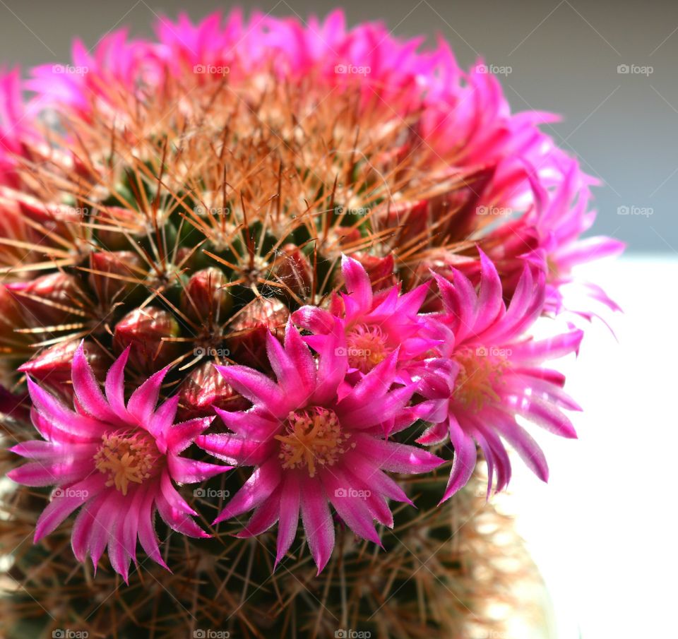 cactus pink flowers decorative house plants