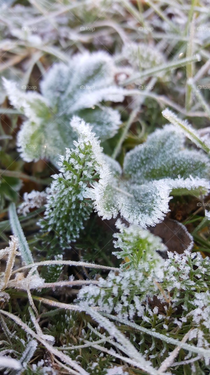 Frost
