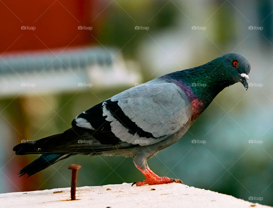 Bird photography  - dove  - feather  color