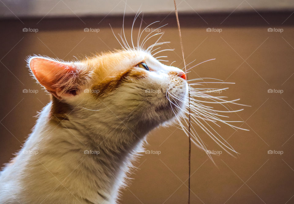 A portrait of a ginger white cat with long whiskers, profile view