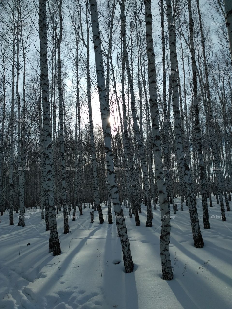 Birch in winter