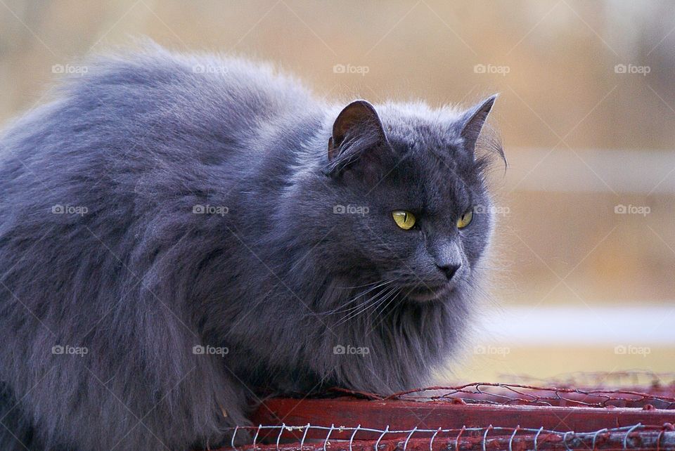 Black cat on a fence