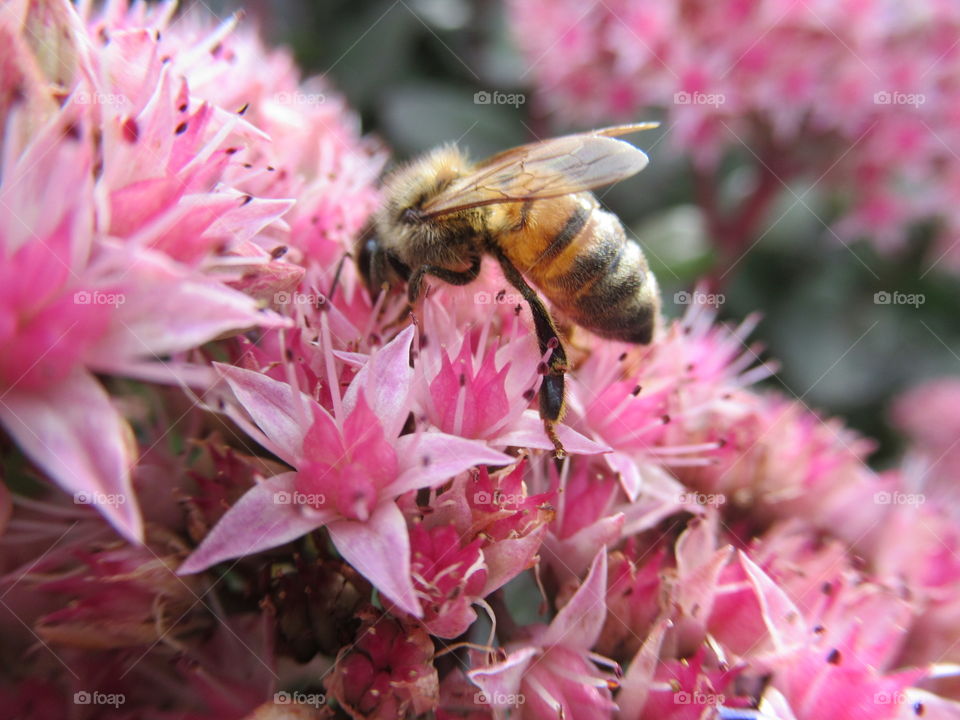 A bee resting on sedum