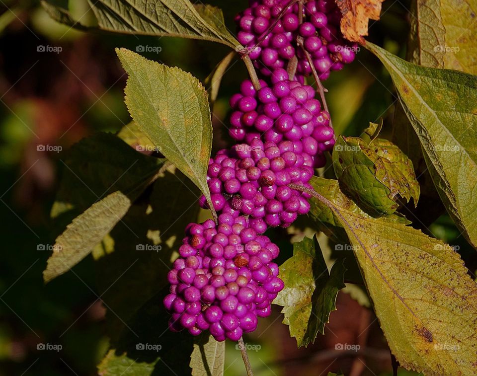 Beautiful magenta beauty berry’s.