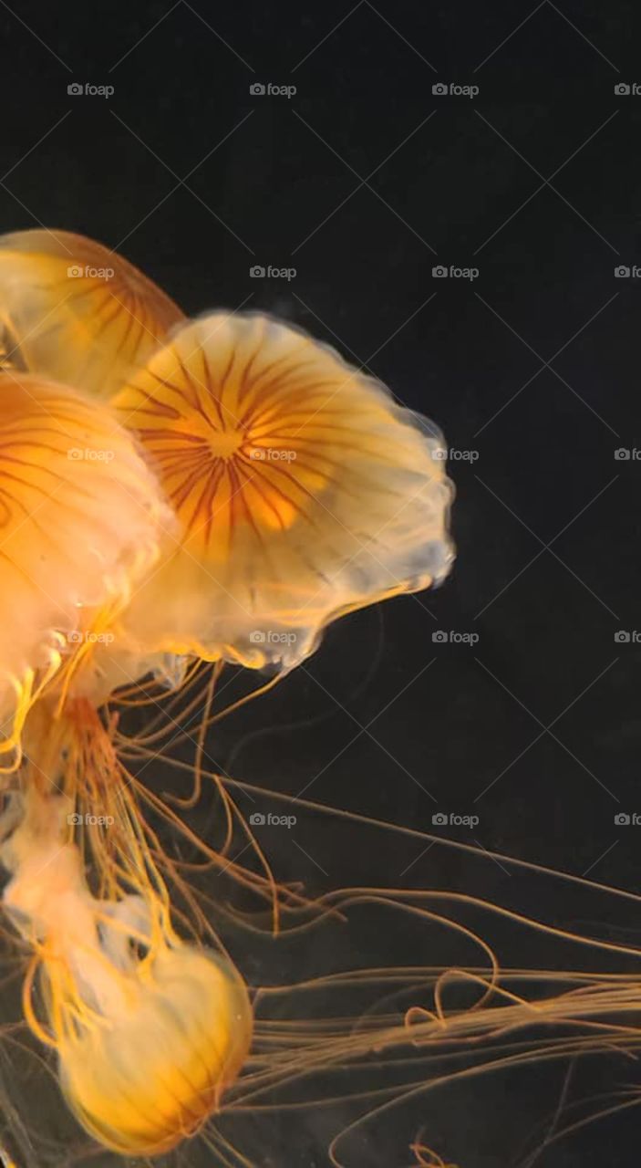 Orange Jellyfish in a Tank at the Aquarium