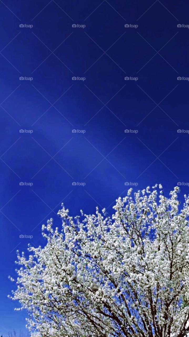 Sky & flower blossoms 