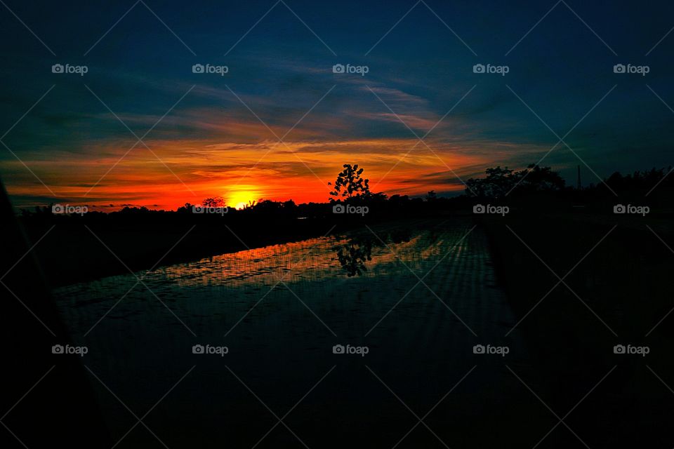 sunset at rice field