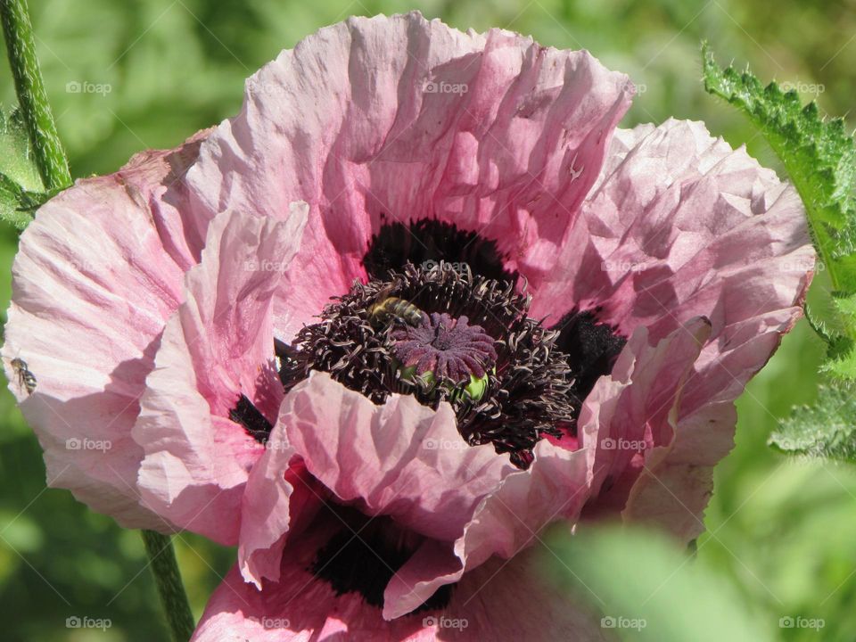 Poppy flower