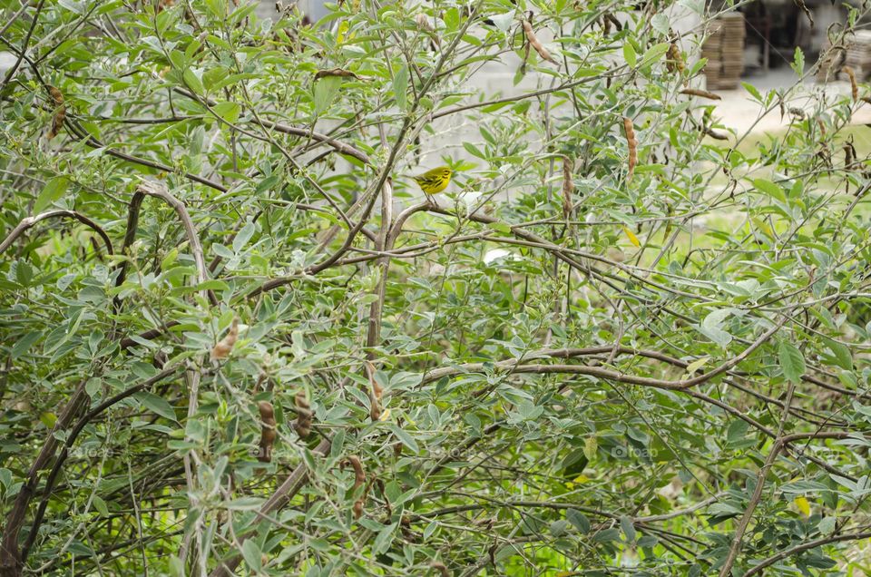 Bird In Pigeon Peas Tree