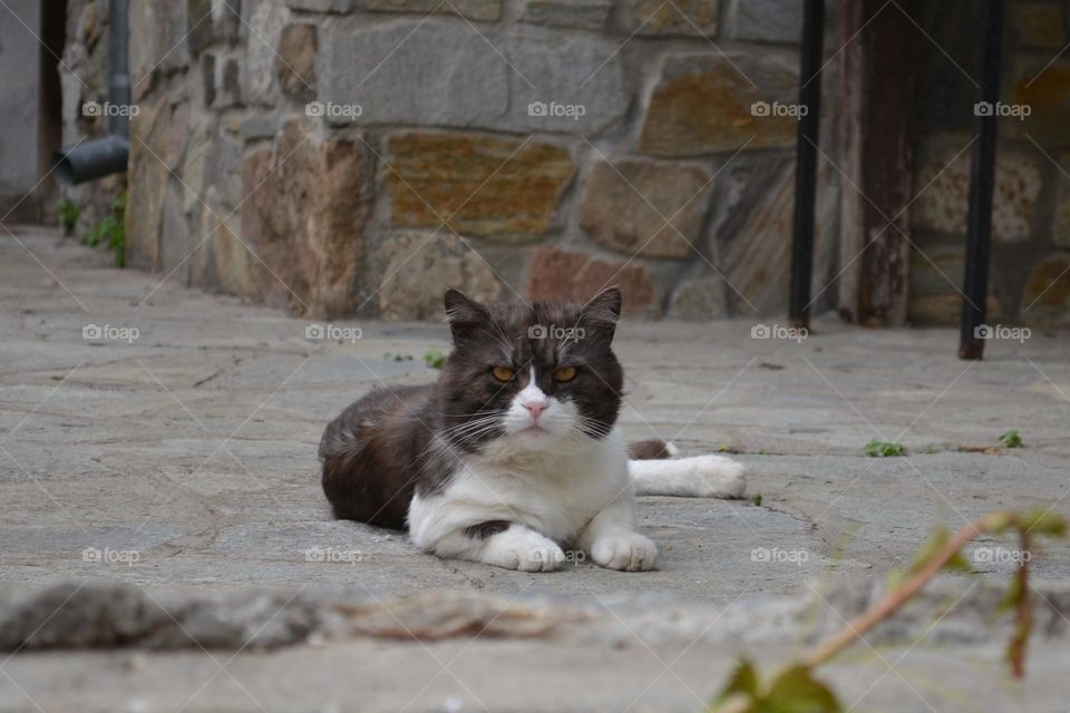 Serious Greek cat