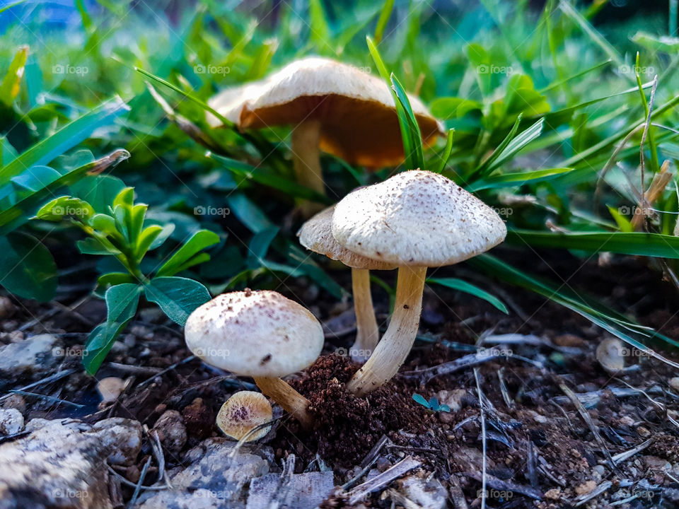group of mushrooms growing in front of grass