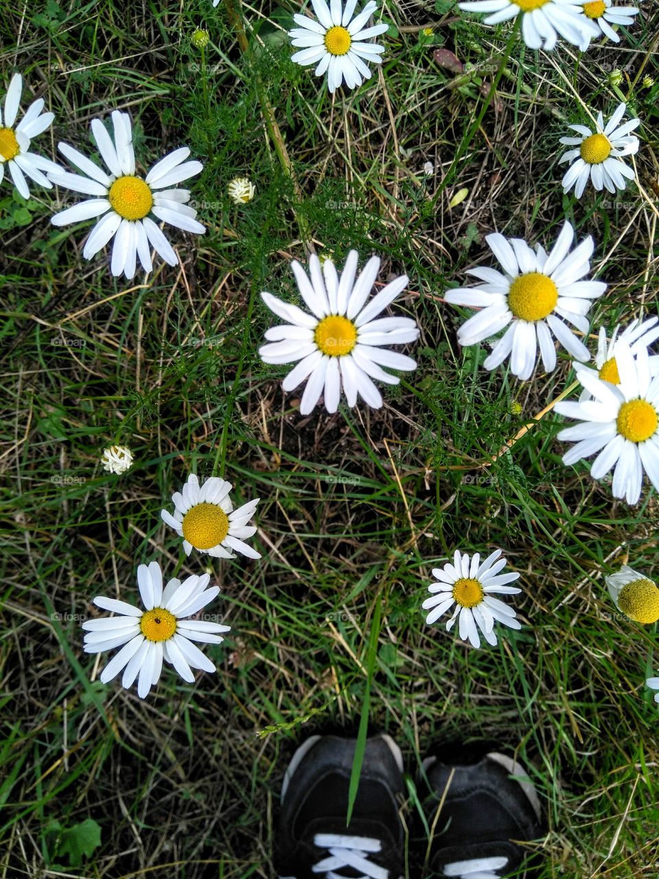 wild camomiles flowers in the grass summer time