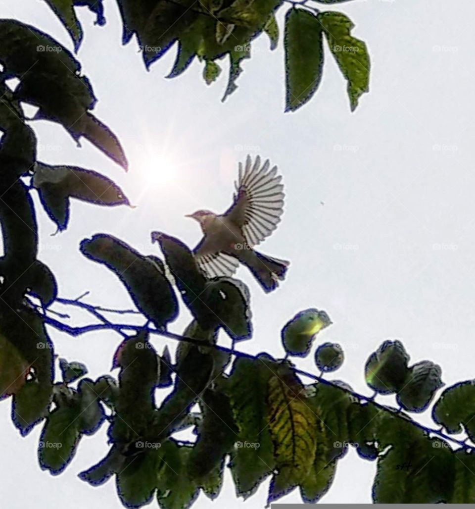 A bird was flying up, its feathers so beautiful, it was energetic and lively that made people happy and hopeful.