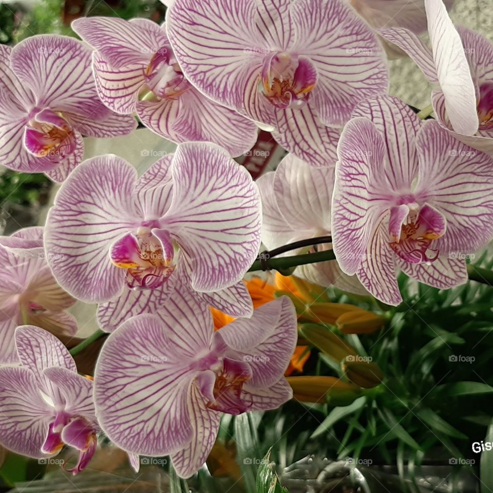 LINDO buquê de orquídeas exóticas e delicadas, flores e cores naturais, para decorações.