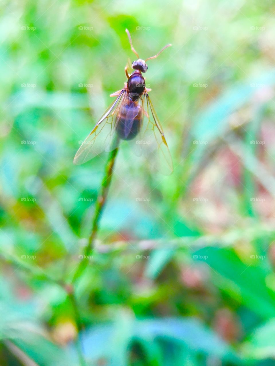 Ant working on a nest