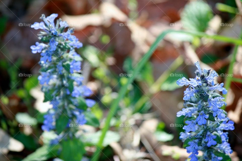 Ajuga