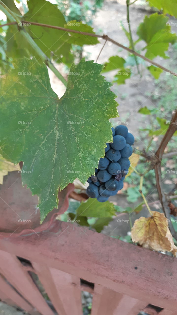 Autumn grapes