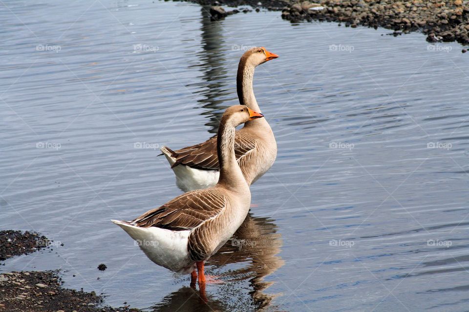 Pair of Geese