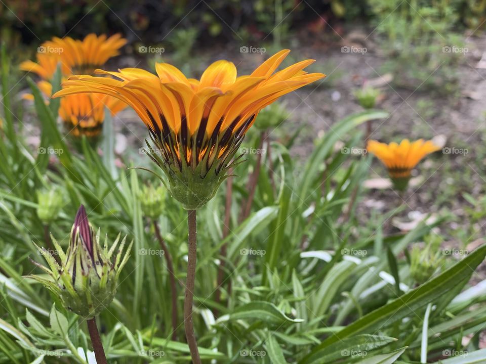 A close up view of a light orange flower next to the green surrounded by long green grass!