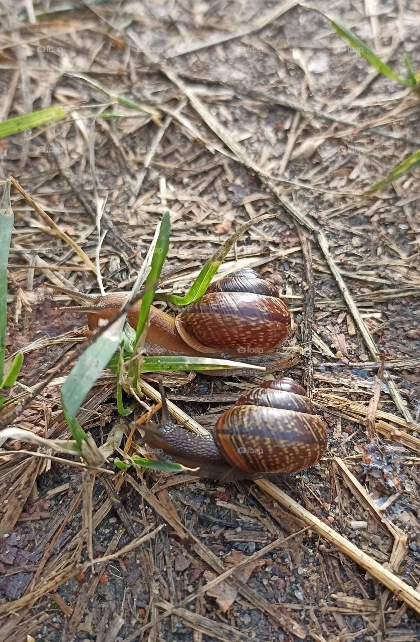 two snails on a earth, love earth ❤️