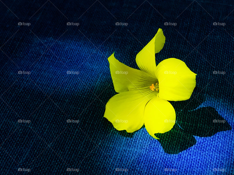 Portrait of a bright yellow Bermuda buttercup flower against a blue cloth backdrop, with soft shadows