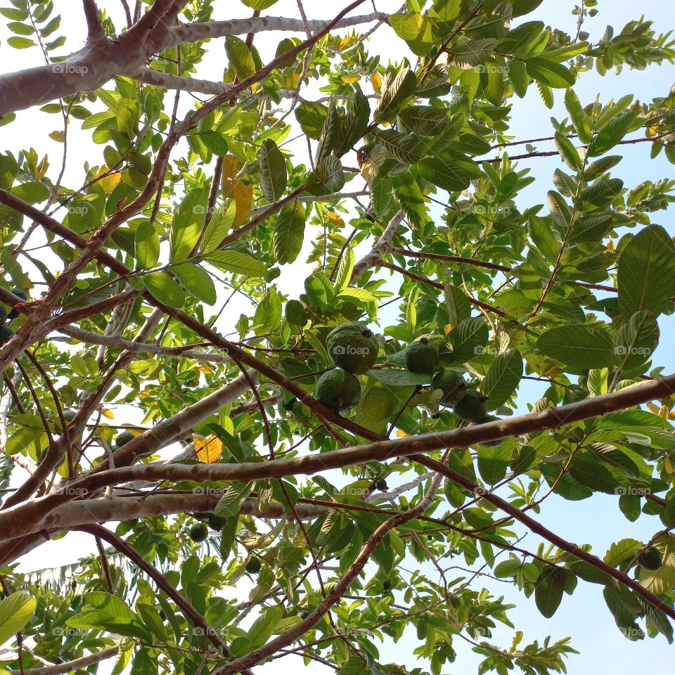 A guava tree that is bearing lots of fruit