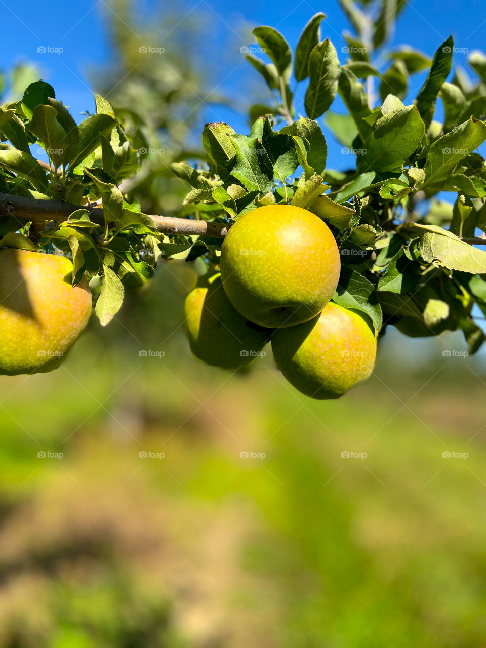 Green apple farm 