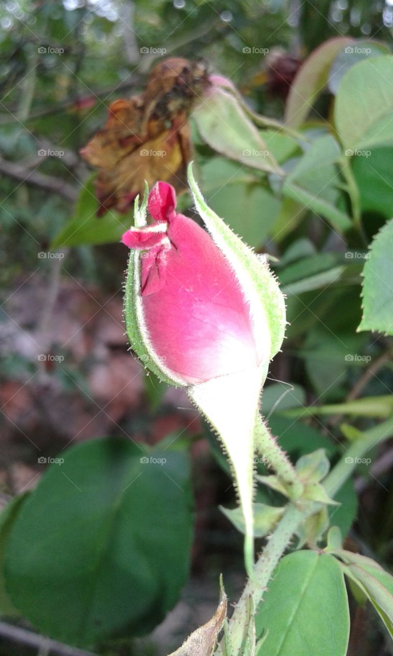 Rosebud
