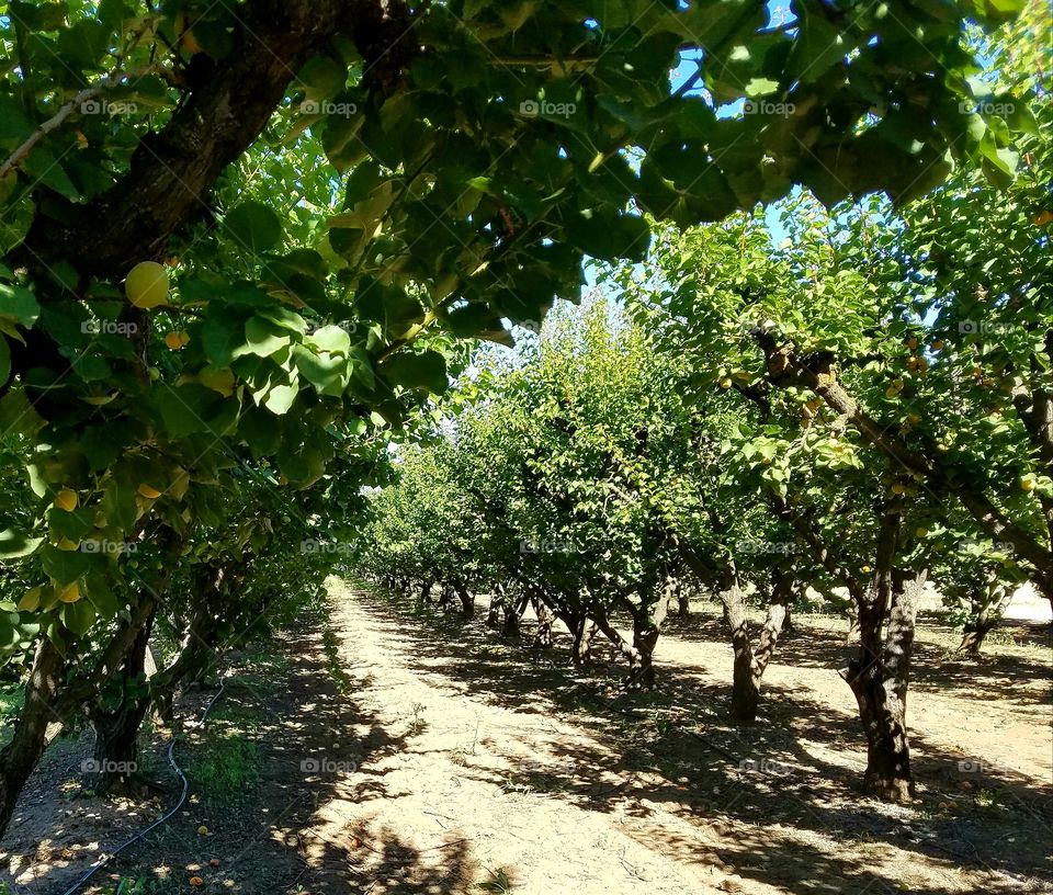 symmetry apricot tree