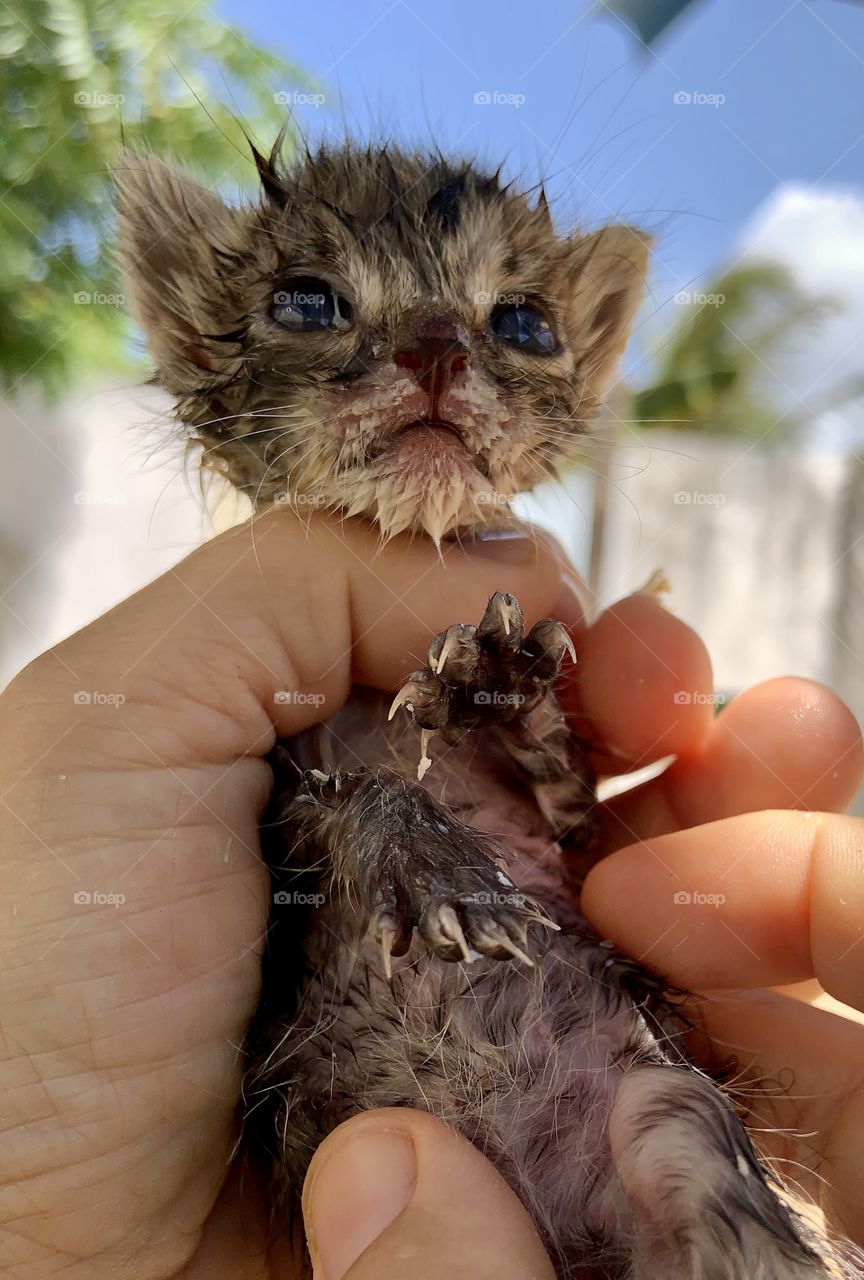 Try to helping kitten alone 