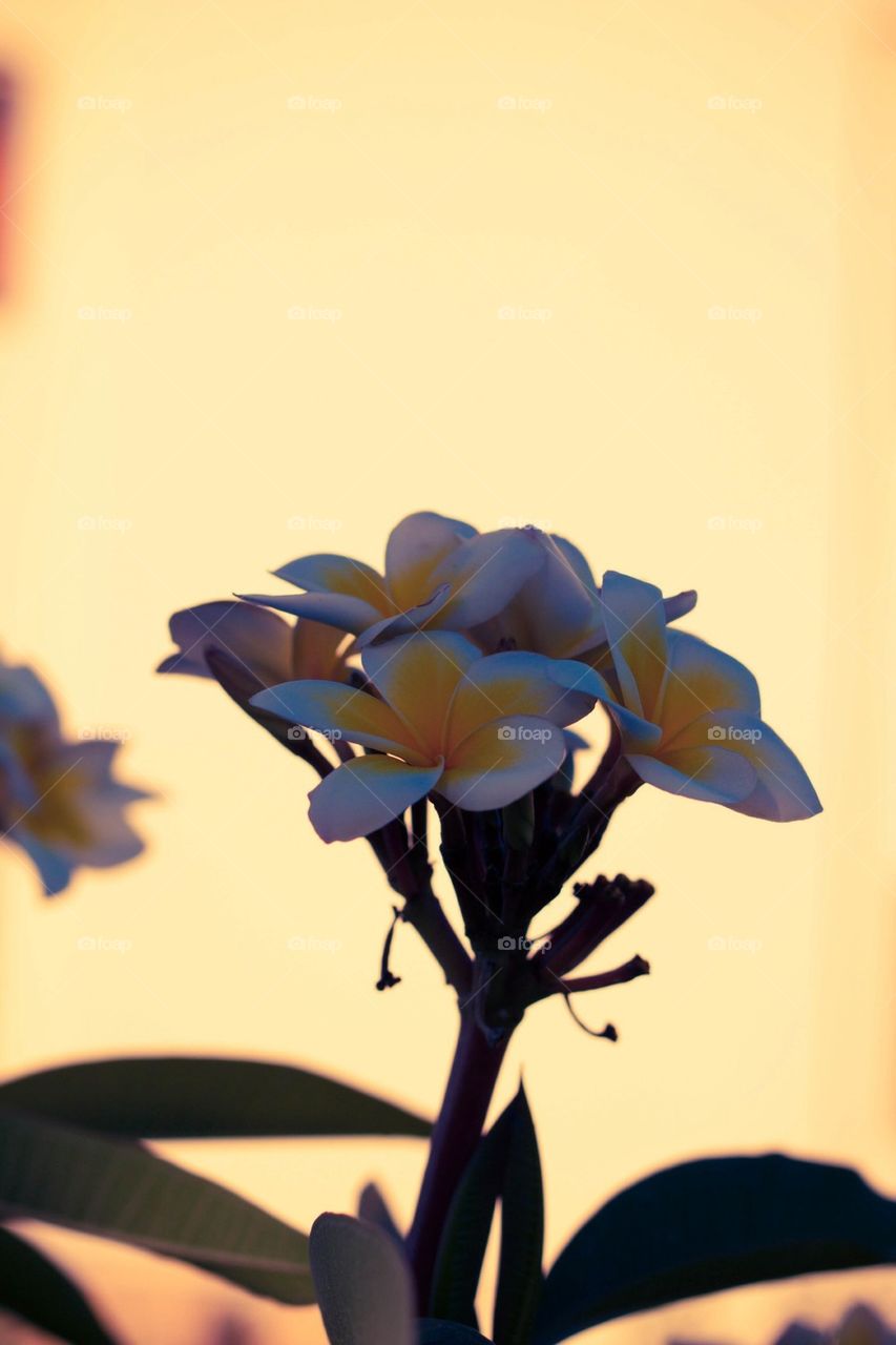 Close-up of a flower