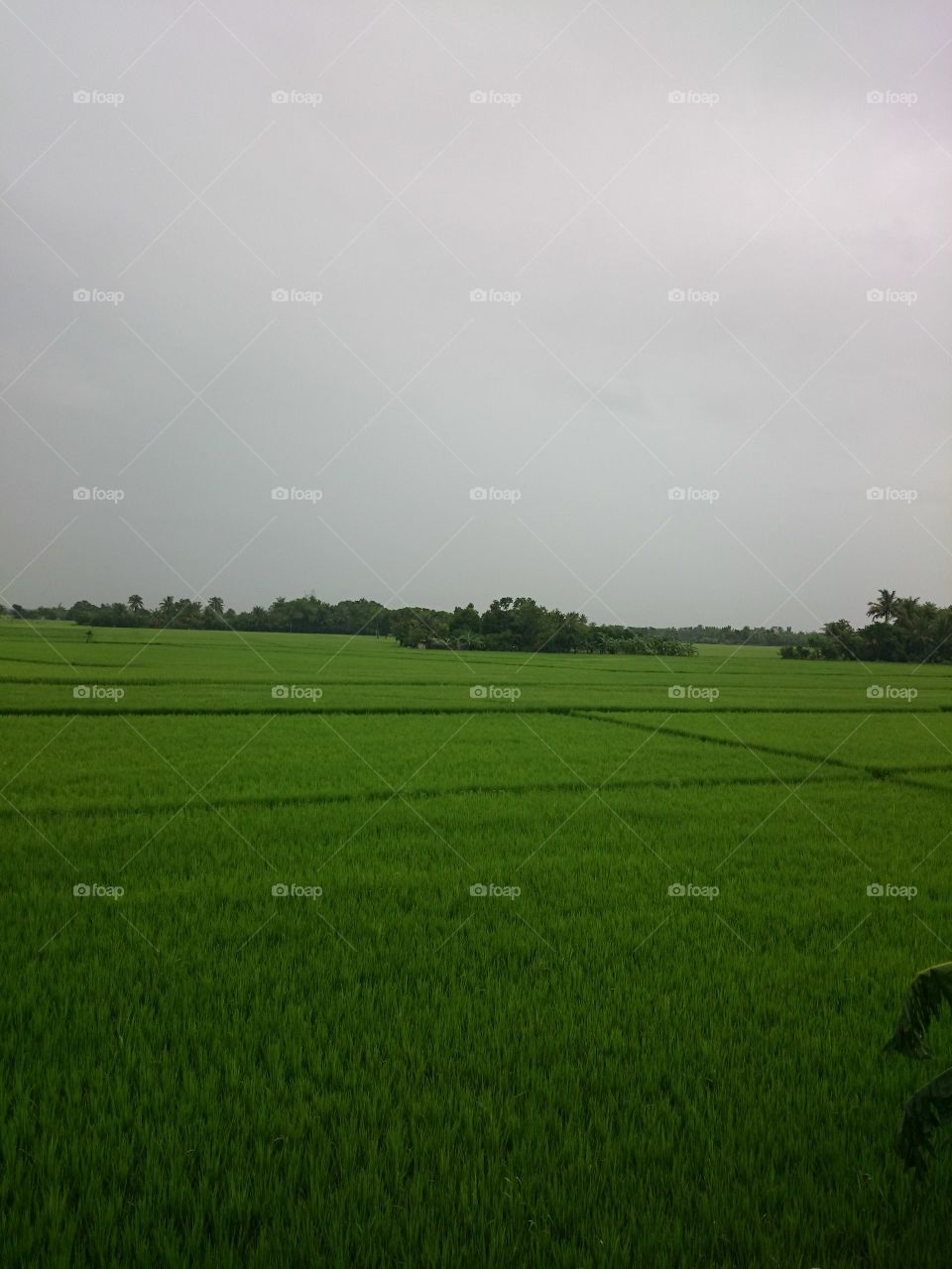 Rice Field in Nueva Ecija Philippines