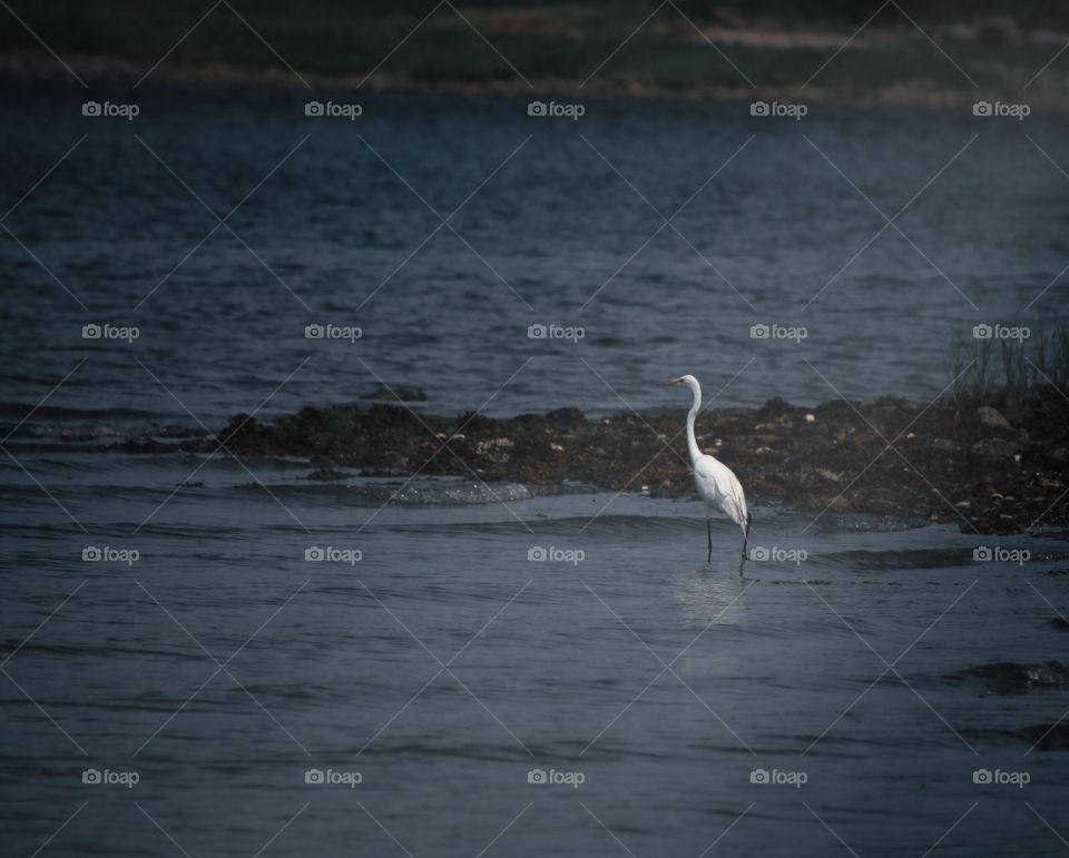 Great white heron in water