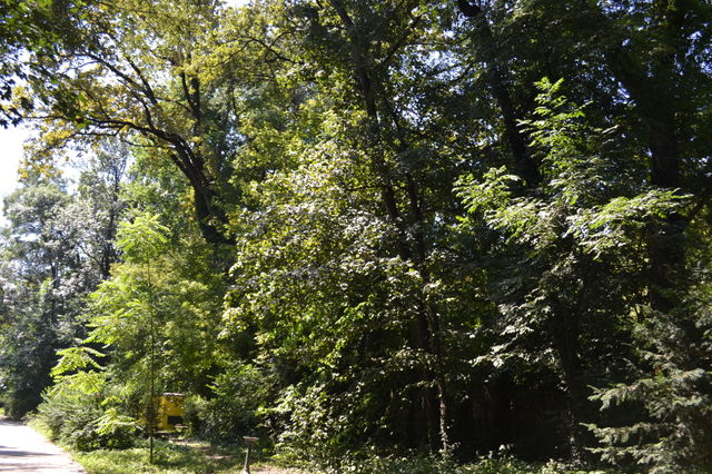 trees