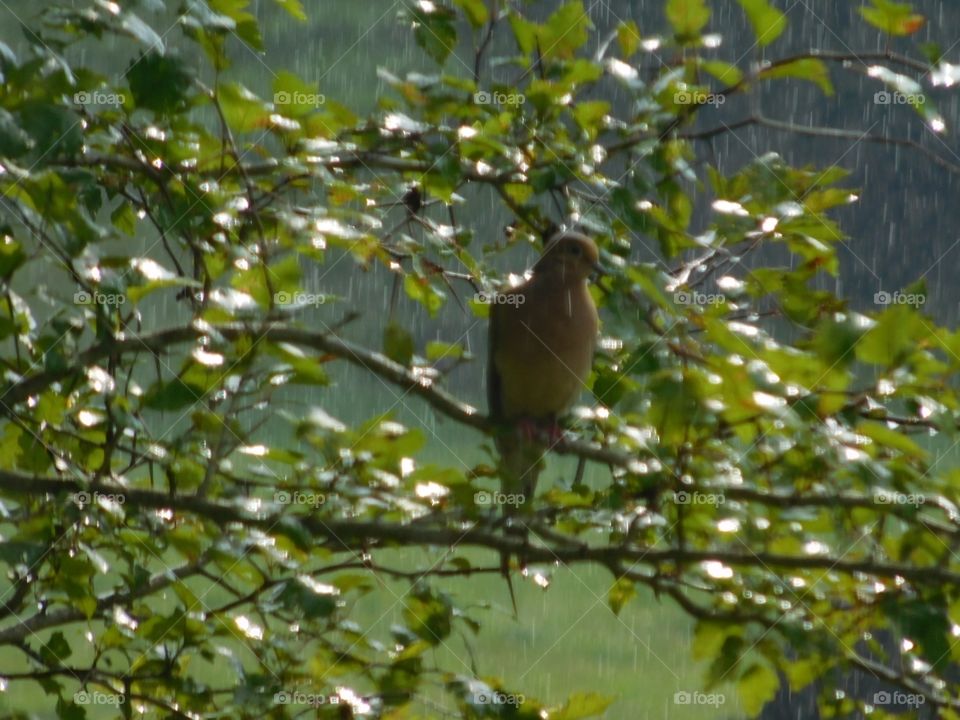 mourning dove in rain