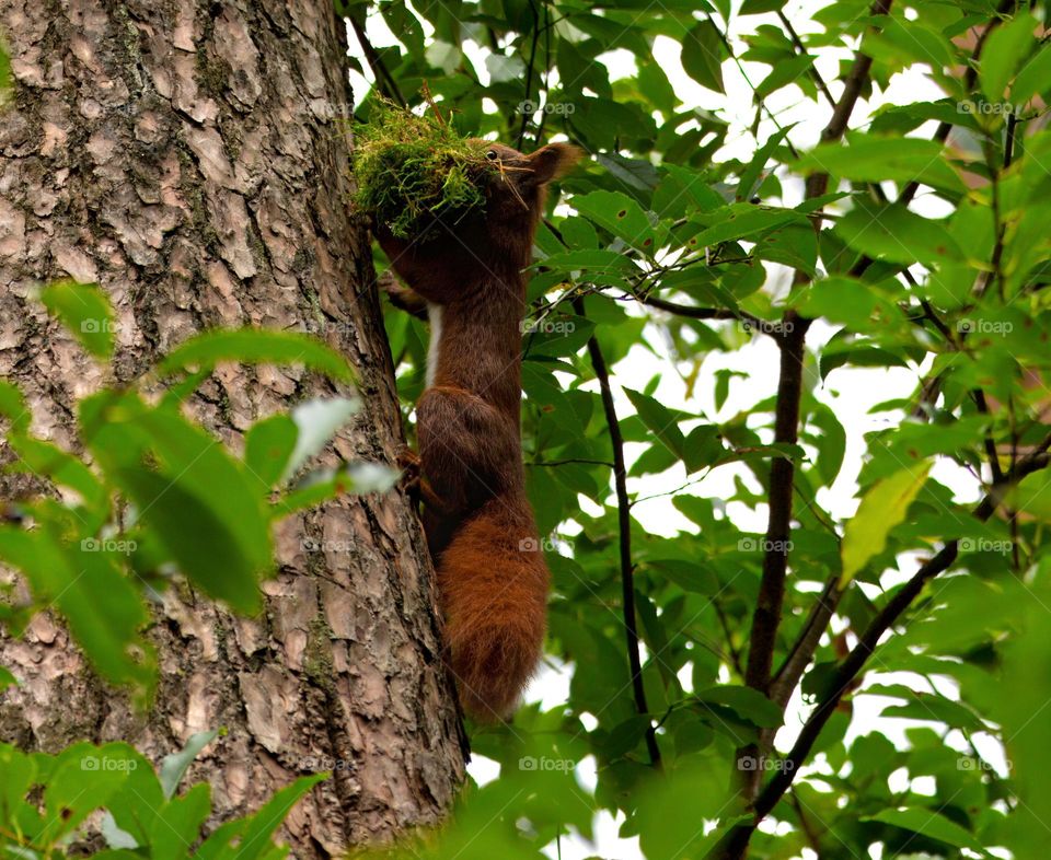 Auf dem Bild ist ein niedliches Eichhörnchen zu sehen, das geschickt einen Baum erklimmt. Mit einer niedlichen Geste hat es Moos im Mund. Dieses zauberhafte Naturmotiv ist ideal für Liebhaber von Wildtieren und Naturlandschaften.