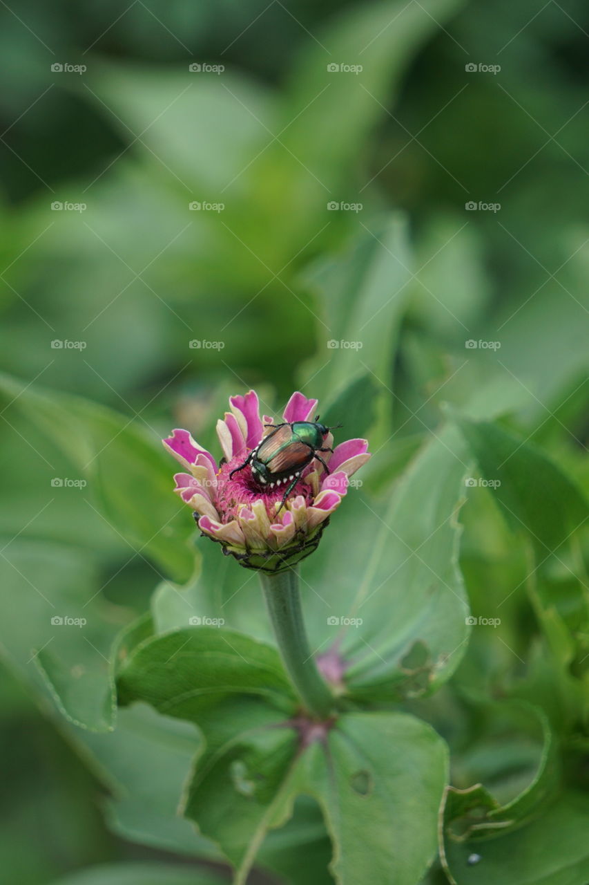 Beetle on a zinnia flower. 